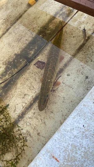 Mandy Carnahan said they spotted hundreds of dead or distressed fish in the River Perry