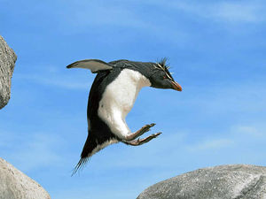 Supporting image for story: Tosh and Twaddle