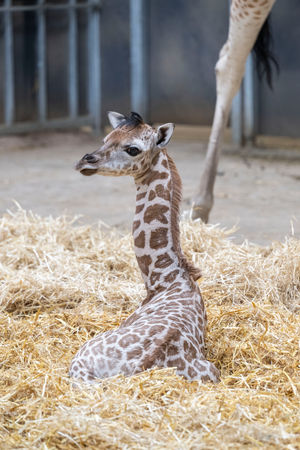 Giraffes are under threat in the wild, so Namara’s arrival is great news for conservation efforts.