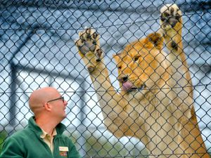 Supporting image for story: Lions, tigers and painted dogs: Life in charge of the carnivores at West Midland Safari Park