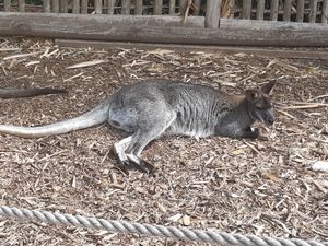 A wallaby at the Wild Zoo