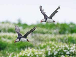 Supporting image for story: Puffin numbers down by almost a quarter on Farne Islands, annual survey shows