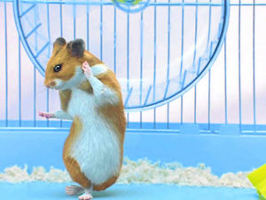 Supporting image for story: Basil bunny used to bug me, then we made friends