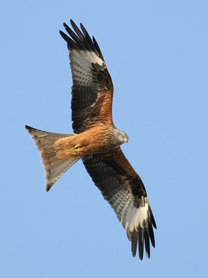 A red kite
