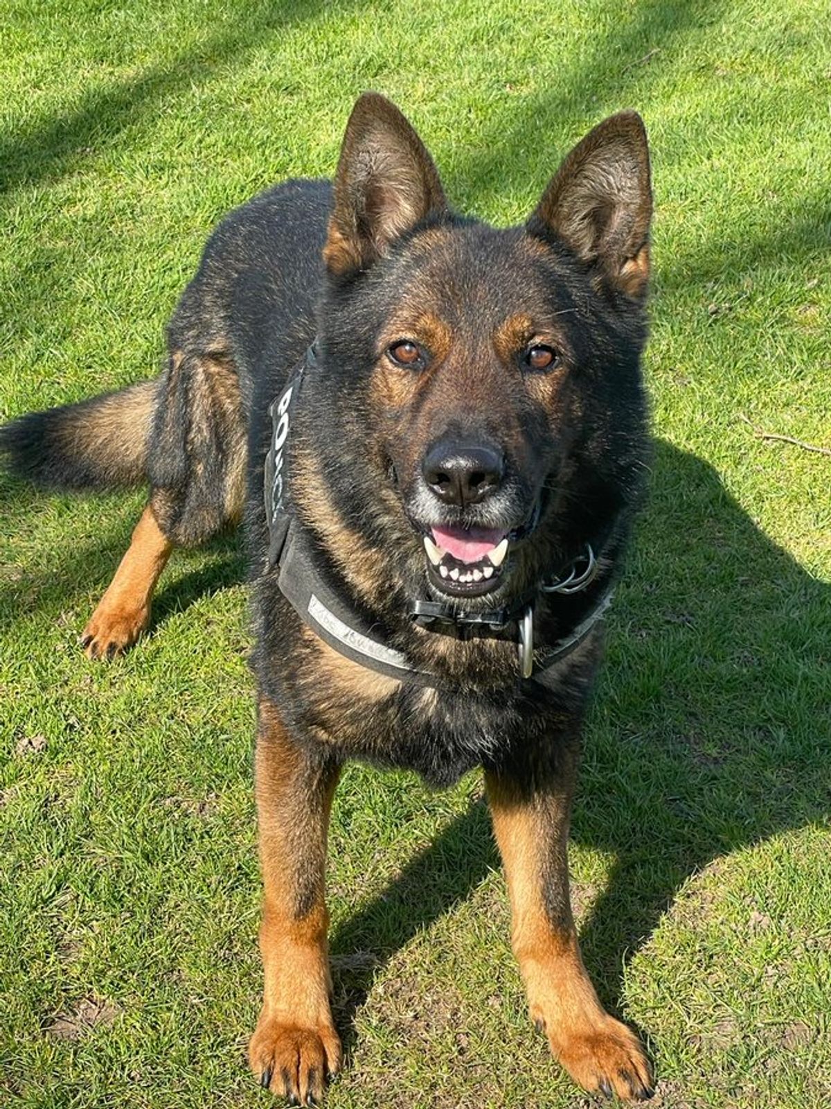 Police dog Ray makes two arrests in Dudley during an active night on the streets