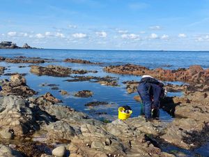 Supporting image for story: ‘Climate indicator’ sea slugs, whales and returning wildlife in UK seas in 2024