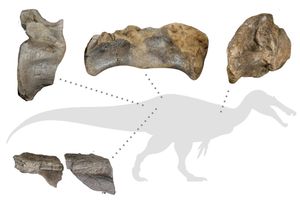How the best preserved bones would have been positioned on the spinosaurid's giant body.