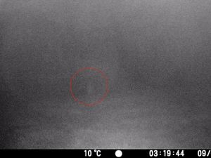 Supporting image for story: Terrifying video shows spooky shape of 'ghost' roaming grounds of stately home