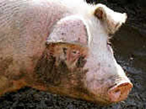Supporting image for story: Two pigs attacked