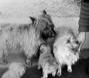 Max, Patsy and pups, Lairg 1966