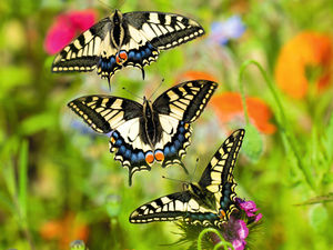 Supporting image for story: Wildlife photographer's stunning butterfly images revealed in latest book
