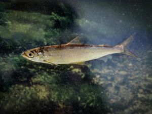 Supporting image for story: Rare Ice Age fish thriving in loch in southern Scotland