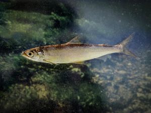 Supporting image for story: Rare Ice Age fish thriving in loch in southern Scotland