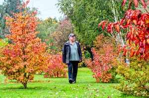 John Massey walking in his garden in Autumn at Ashwood Nurseries near Kingswinford, West Midlands.