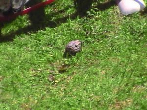 Supporting image for story: Live grenade uncovered in Black Country garden