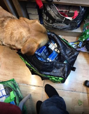 Sniffer dogs at the scene