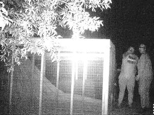 Supporting image for story: WATCH: Thieves steal baby geese in Staffordshire village