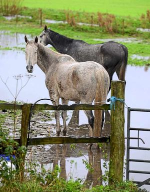 These horses were struggling to find dry land