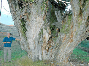 Supporting image for story: First ash tree disease case found in Shropshire