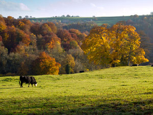 Supporting image for story:  Carving out careers in the Shropshire countryside