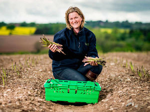 Supporting image for story: Shropshire farmers counting cost of late asparagus crop
