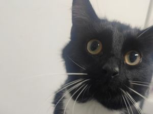 Tux