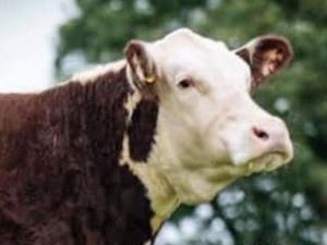 Supporting image for story: Shrewsbury Auction Centre to host sale of pedigree herd 