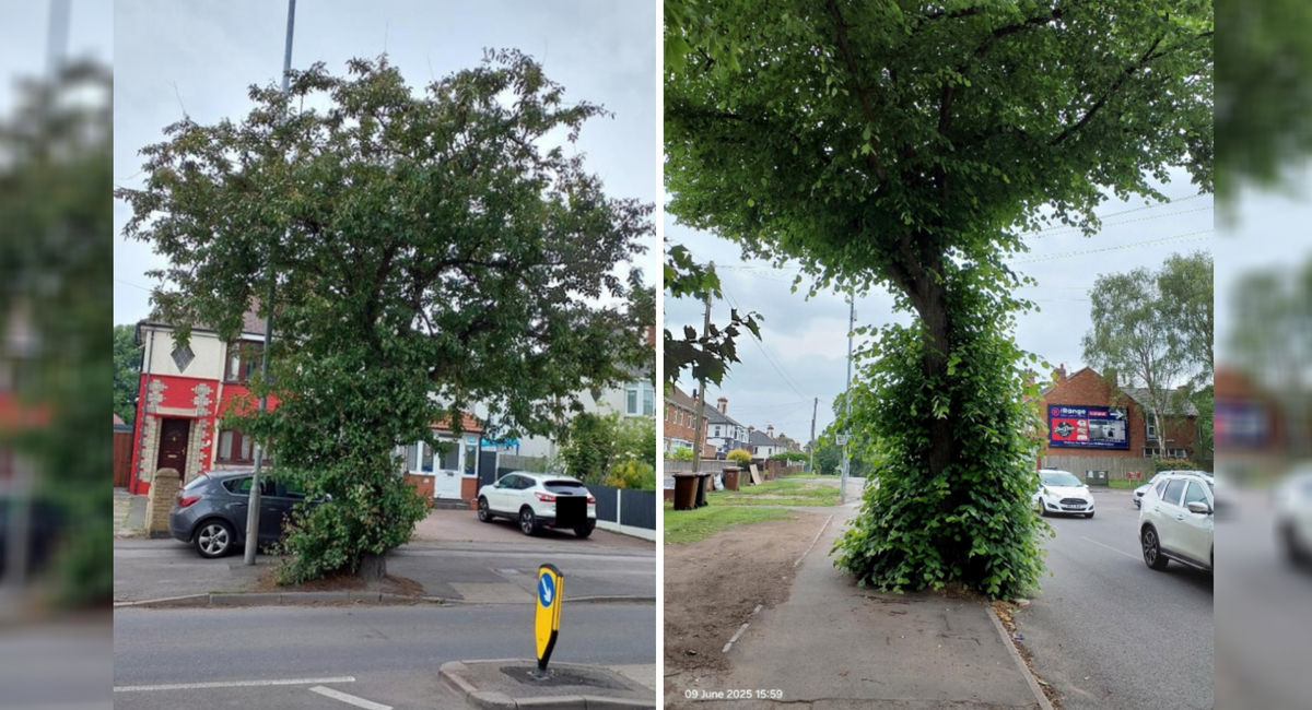 'It’s ludicrous to chop down two perfectly healthy trees': Walsall Council urged to reconsider plans to fell 160 year-old trees worth £97,000