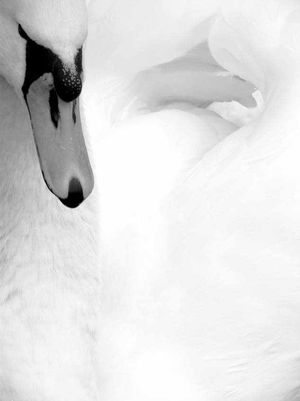 John has taken thousands of swan shots