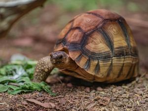 Supporting image for story: Three-legged tortoise settles into new life on wheels at zoo
