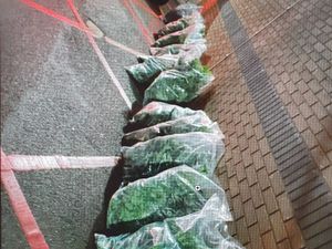 Supporting image for story: Police seize 100 cannabis plants from Walsall property