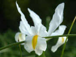 Supporting image for story: Send us your Spring photos