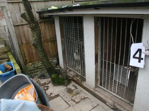 Supporting image for story: Suspended sentence for man who had 24 dogs housed in filthy conditions