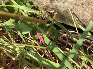 Supporting image for story: Ultra-rare pink grasshopper found in Wolverhampton woman's garden