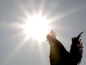 Supporting image for story: Early risers less likely to develop breast cancer, study finds