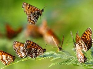 Supporting image for story: Butterflies in Britain are having a tough time due to changes in the weather