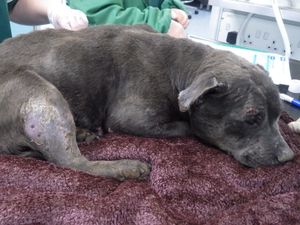 Supporting image for story: 'Brutalised' dog found with horrific scars four years after going missing