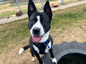 Jessie is looking for a new home. Pic: RSPCA