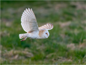 Ian Rowley - Wild Barn Owl on the Hunt