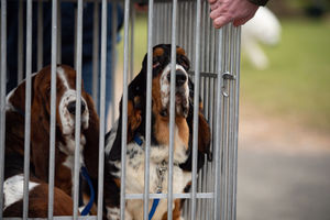 A pair of basset hounds arrive at the Birmingham National Exhibition Centre (NEC) for the third day of the Crufts Dog Show. PA Photo. Issue date: Saturday March 7, 2020. See PA story ANIMALS Crufts. Photo credit should read: Jacob King/PA Wire.