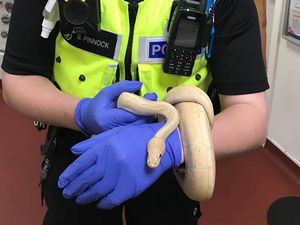 Supporting image for story: Shocked Dudley couple find 5ft snake in their bedroom