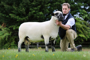 Another shearling from the Seawell flock at 2000gns.