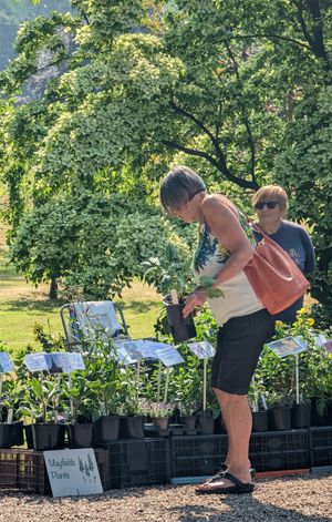 Hodnet Hall Gardens Plant Hunters' Fair
