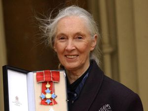 Supporting image for story: David Attenborough hails Jane Goodall as a ‘tireless advocate’ for chimpanzees