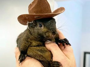 Supporting image for story: Instagram famous squirrel euthanised after being seized by US authorities