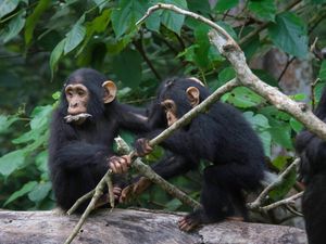 Supporting image for story: ‘Amazing’ similarities between chimpanzee and human conversations – study