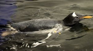 Baby penguin swimming lessons at The National SEA LIFE Centre Birmingham