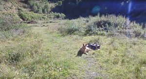 Another picture taken by the drone