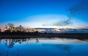 Spectacular scenes as starlings murmurate and are reflected in the water at Whixall Moss nature reserve in Shropshire.