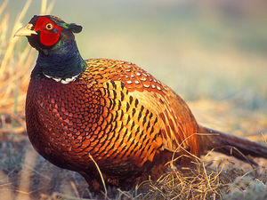 Supporting image for story: Pheasant shoot ban for Welsh National Forests